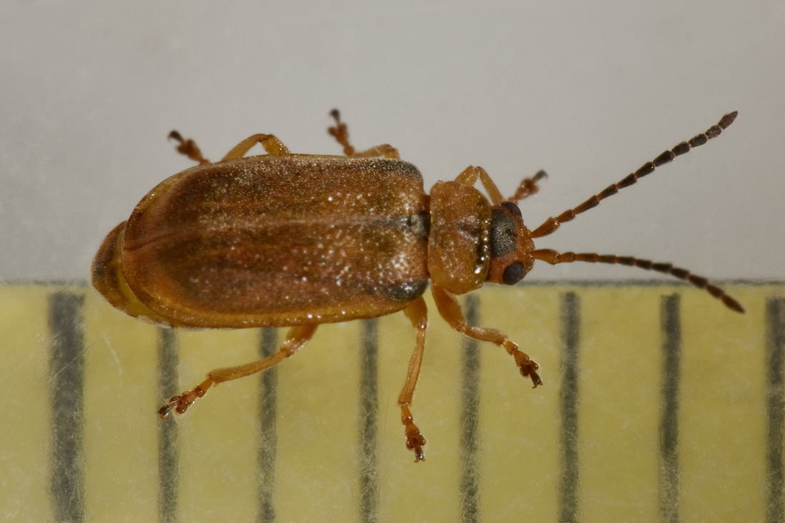Chrysomelidae: Galerucella pusilla? Forse G. calmariensis f. lythri